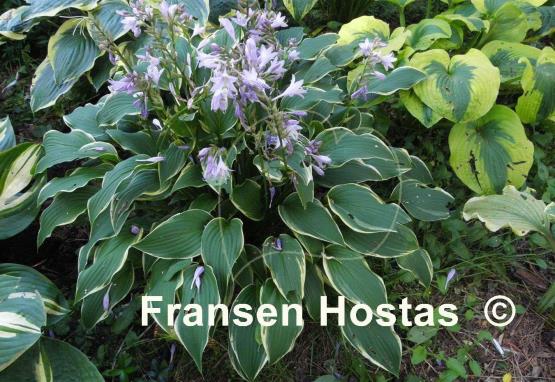 Hosta Yucca Ducka Do